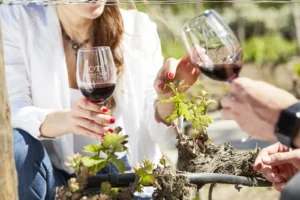 Concha y Toro (Fine Wines Experience)